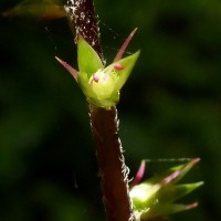 <i>Achyranthes diandra</i>  Roxb.